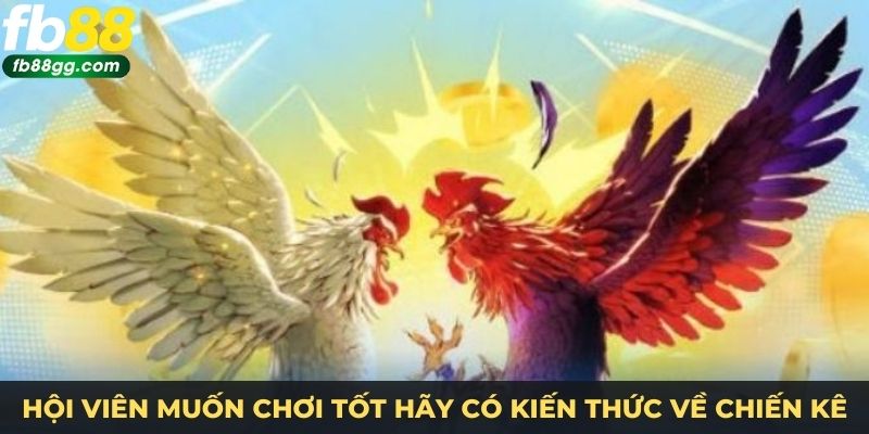 Cách Đá Gà Online Luôn Thắng - Bí Quyết Độc Quyền Từ Chuyên Gia tại FB88 3 Hội viên muốn chơi tốt hãy có kiến thức về chiến kê